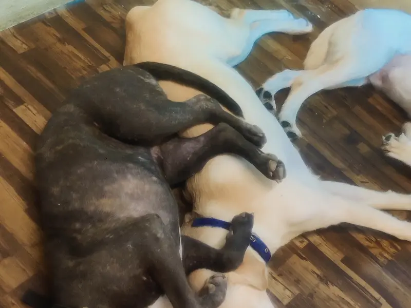 Cheerytails pet's Home Stay, photo 5