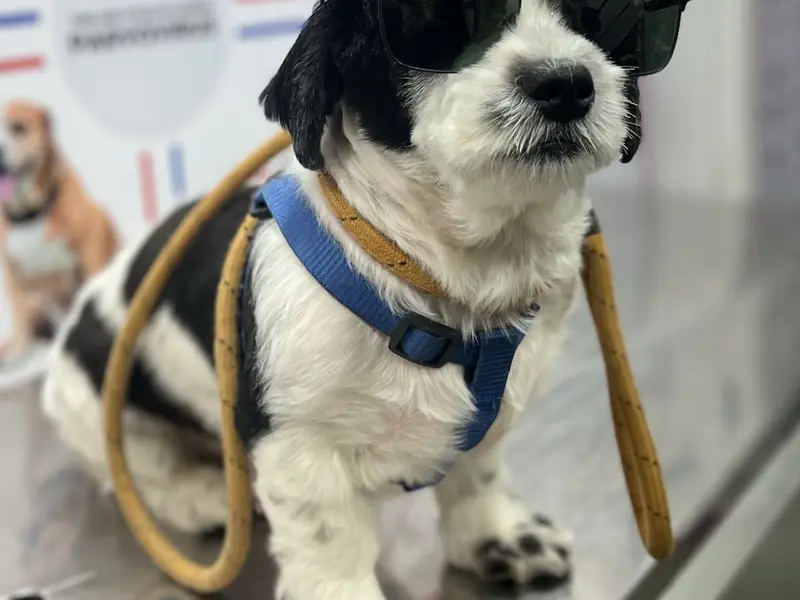 Homely Vet, photo 3
