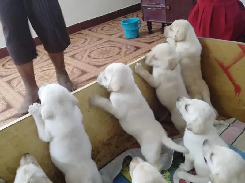 pets o corner, photo 5
