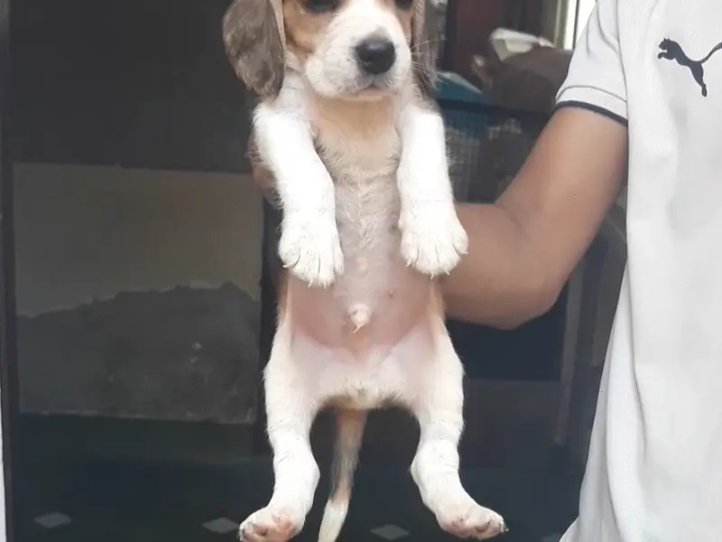 Beagale & Labrador Dog puppy sells We have original and best quality puppies for sale of all breeds, photo 2