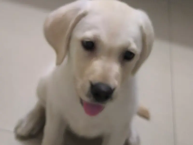 Beagale & Labrador Dog puppy sells We have original and best quality puppies for sale of all breeds, photo 3
