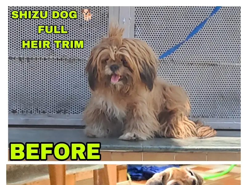 👌PERFECT GROOMING 🙋‍♂️-BEST PET GROOMER, photo 3