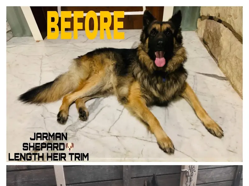👌PERFECT GROOMING 🙋‍♂️-BEST PET GROOMER, photo 4