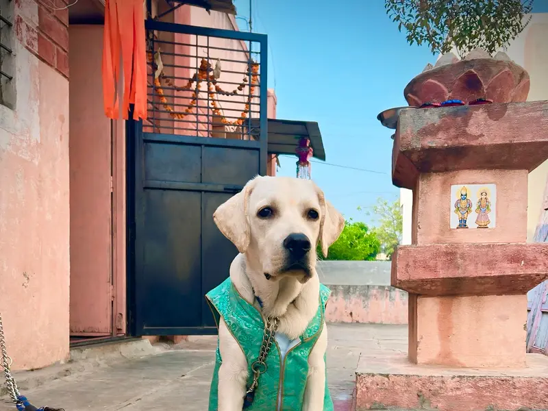Pushparaj Dog Trainers, photo 5