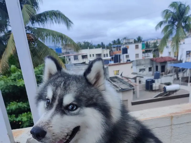 SK Pet's Dog Walking Services in pune, photo 2