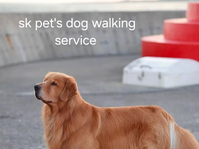 SK Pet's Dog Walking Services in pune, photo 3