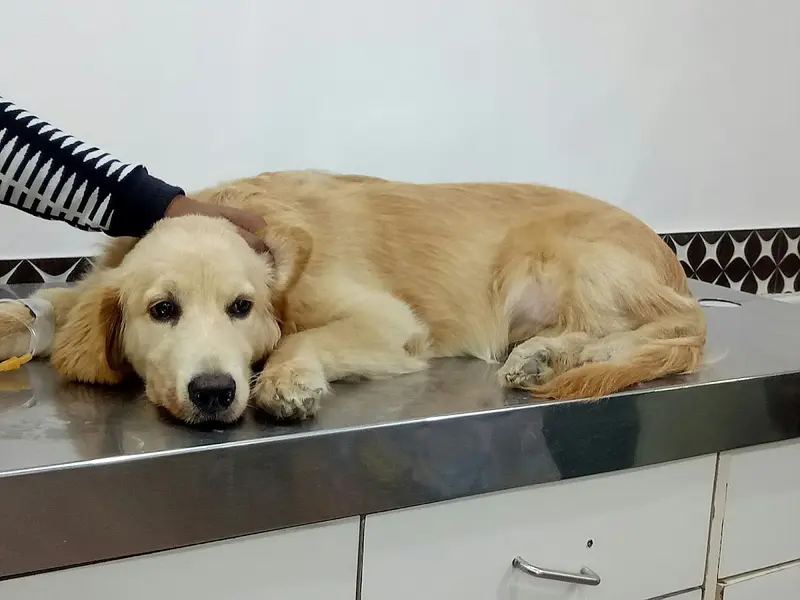 Dr.Aher's Pet Care Center, photo 3