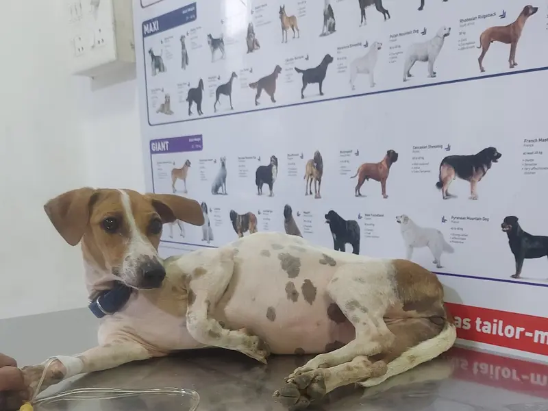 Dr.Aher's Pet Care Center, photo 4