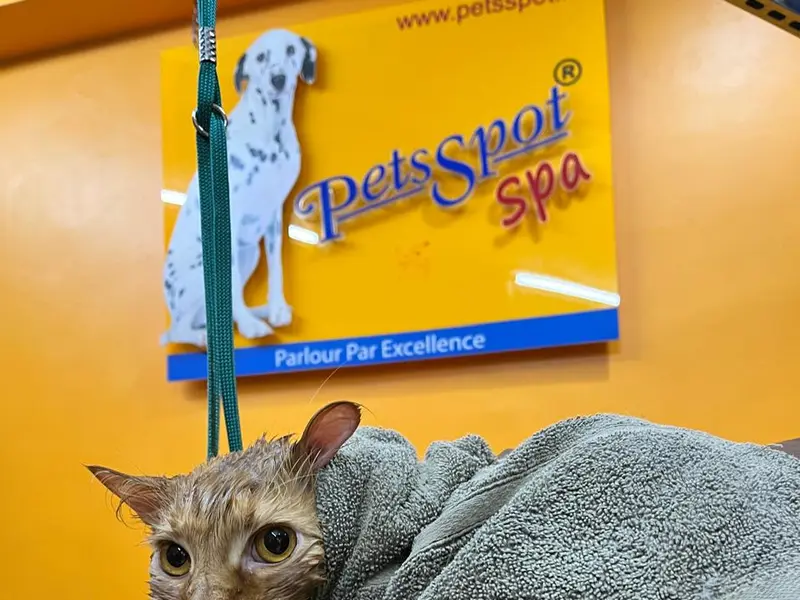 Pets Spot - The One Stop Pet Shop, Baner, photo 3