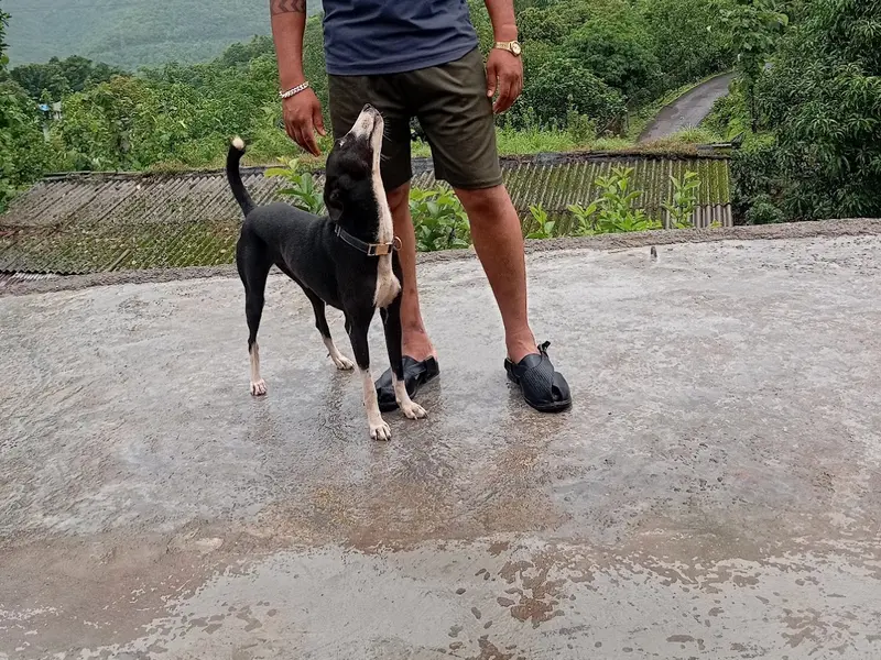 Santosh pet's dog walking & bath sarvice pune ‍, photo 4