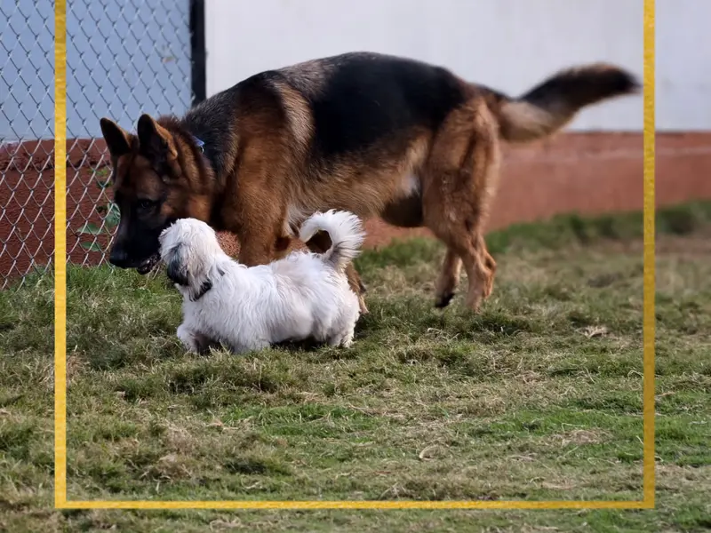 The Pune Dog Resort, photo 4