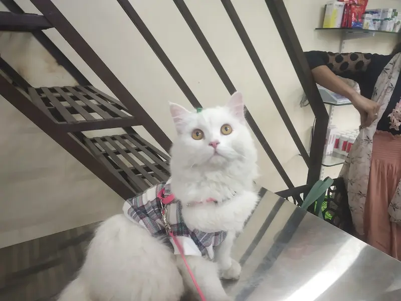 UniVet Pet Clinic, photo 3
