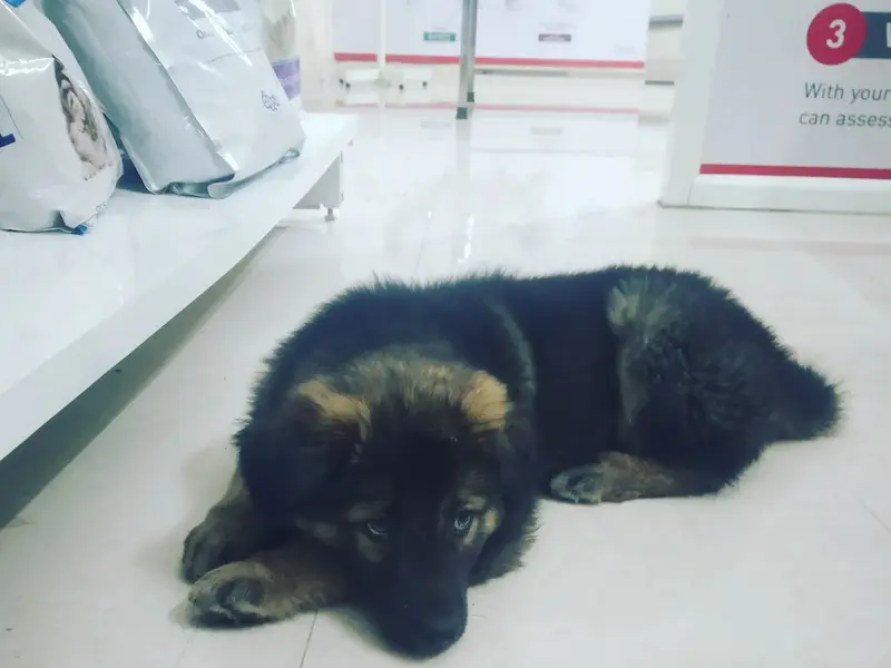 UniVet Pet Clinic, photo 5