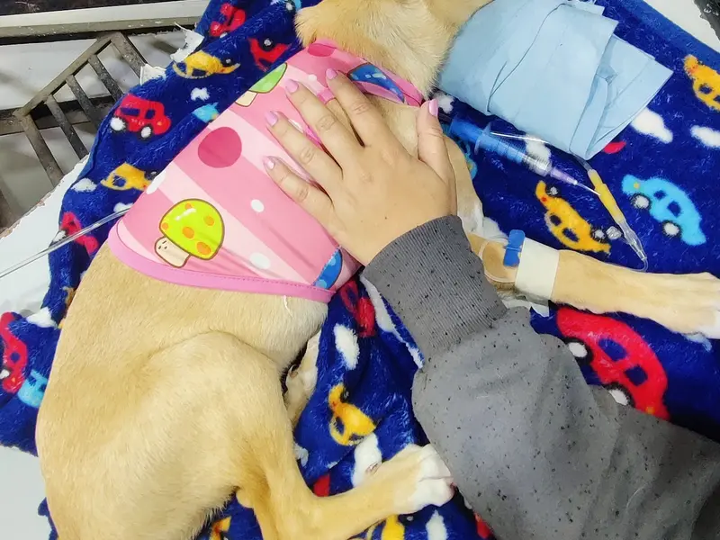 Pet Ozone Pet Clinic, photo 2