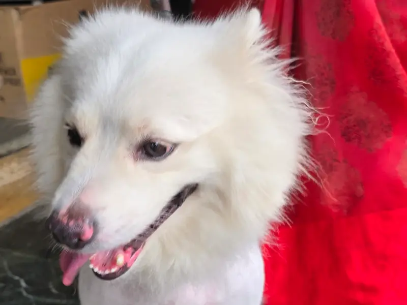 Pet Ozone Pet Clinic, photo 3