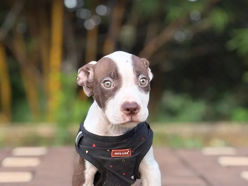 Pets Icon, photo 3
