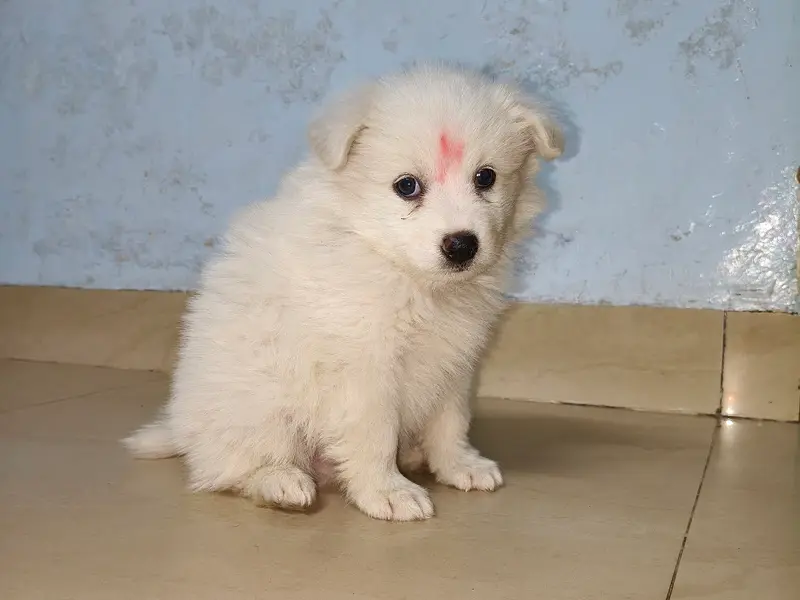 Pets Icon, photo 4