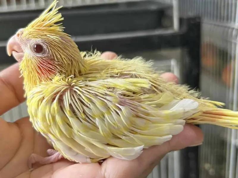 RDN Exotic Pets, photo 3
