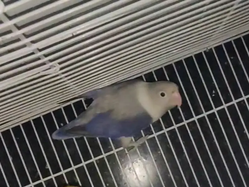 RDN Exotic Pets, photo 4