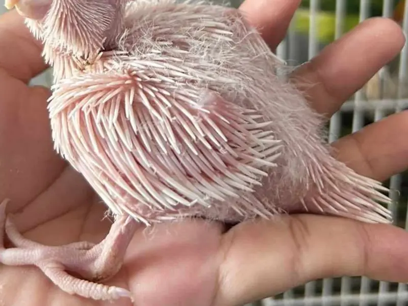 RDN Exotic Pets, photo 5