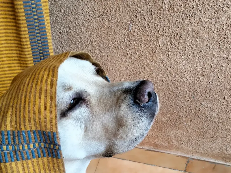 BETTER BARK PET HOSTEL, photo 5