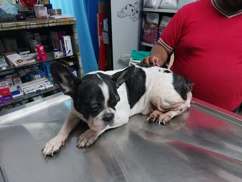 Shivraj Pet Clinic & lab, photo 3