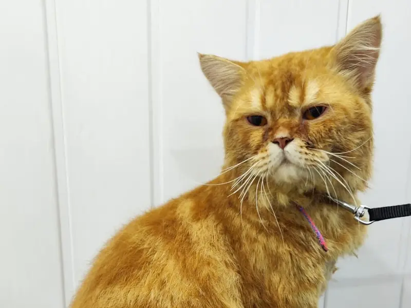 Groomingdale Dog & Cat Grooming Studio | Pet Salon | Pimple Saudagar, photo 2