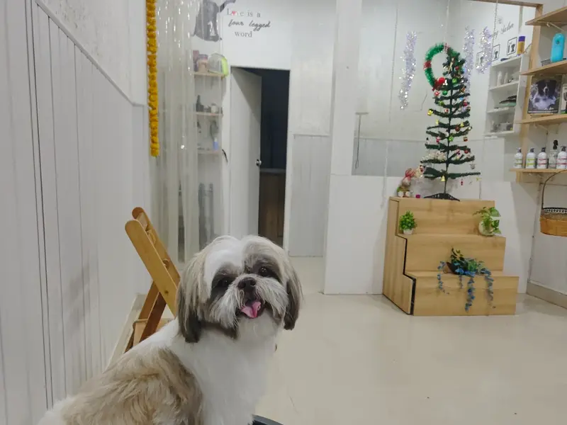 Groomingdale Dog & Cat Grooming Studio | Pet Salon | Pimple Saudagar, photo 3