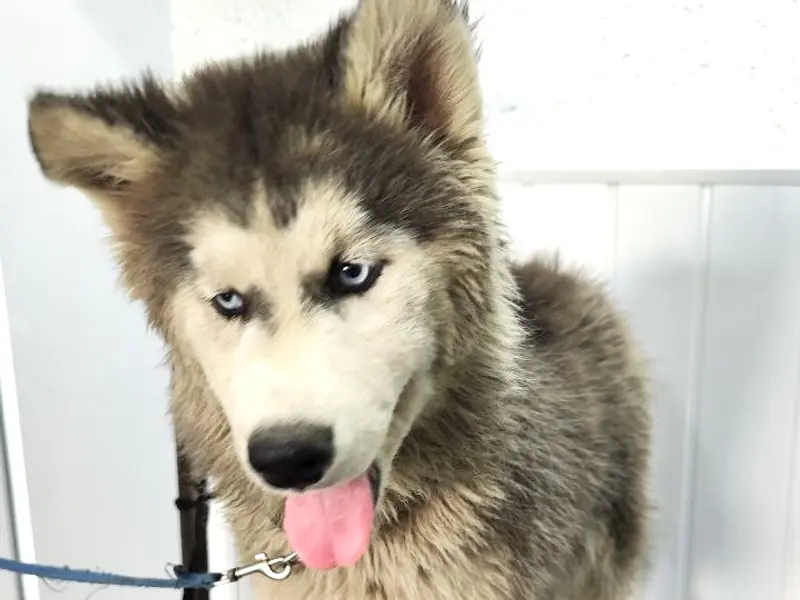 Groomingdale Dog & Cat Grooming Studio | Pet Salon | Pimple Saudagar, photo 4