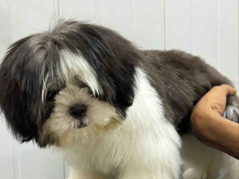 Groomingdale Dog & Cat Grooming Studio | Pet Salon | Pimple Saudagar, photo 5
