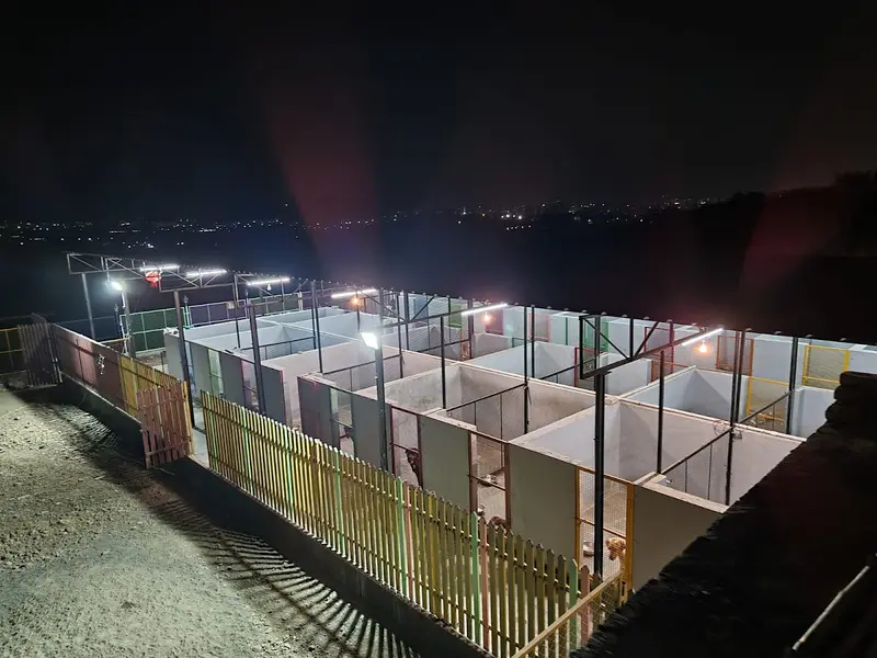 Jetlines Kennel ( Pet Shop / pet boarding/ Dog hostel /Cat hostel ), photo 4