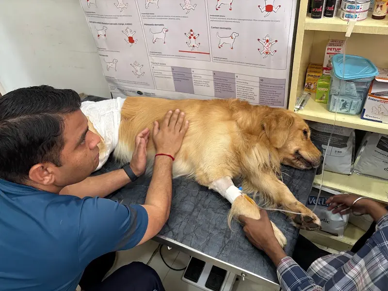 Pet Ozone Pet Clinic | Best Veterinary Doctor, Vet Clinic | Pune, photo 3