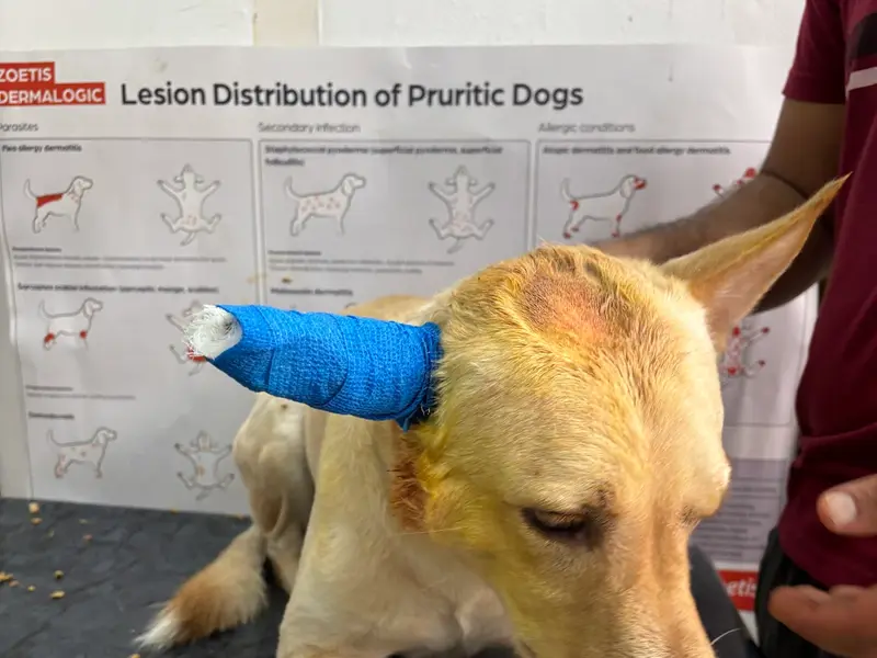 Pet Ozone Pet Clinic | Best Veterinary Doctor, Vet Clinic | Pune, photo 4