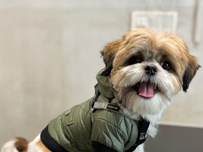 Pet Wellness Clinic and Derm Centre, photo 4