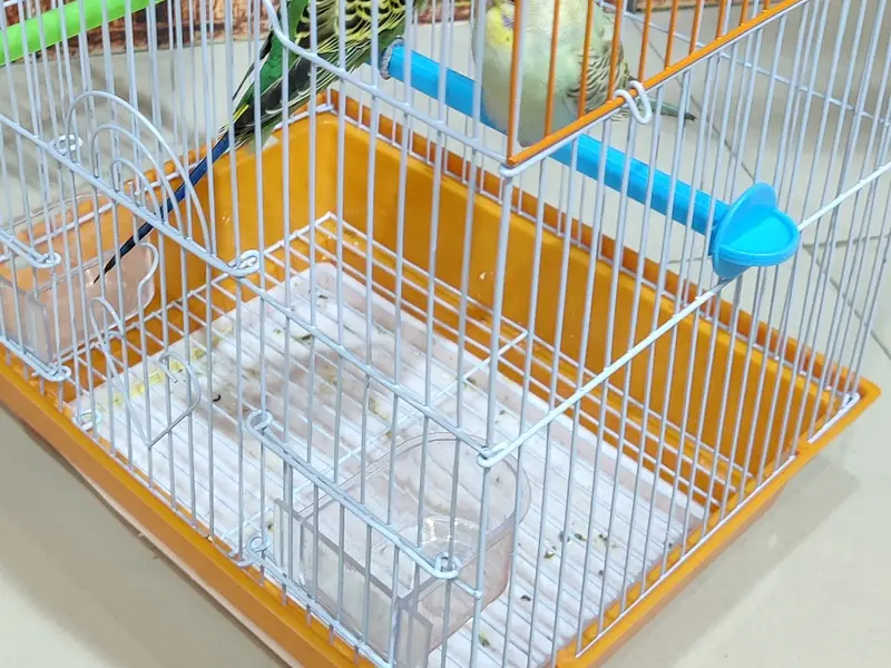 Pets Galaxy, photo 4