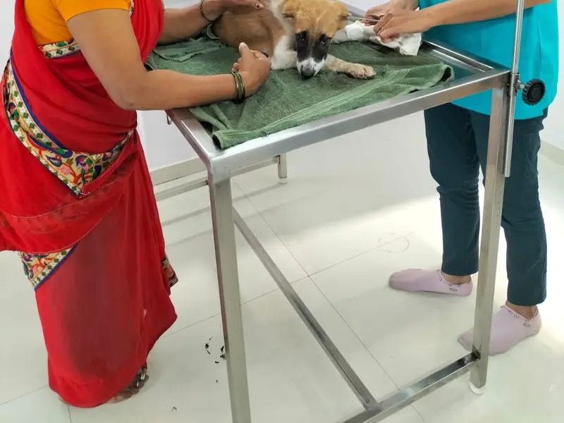 Happy Pets Veterinary Clinic, photo 4