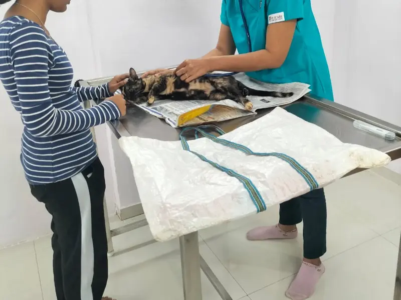 Happy Pets Veterinary Clinic, photo 5