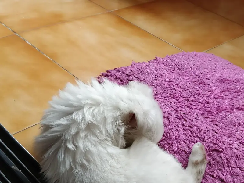 Pets Galaxy, photo 5