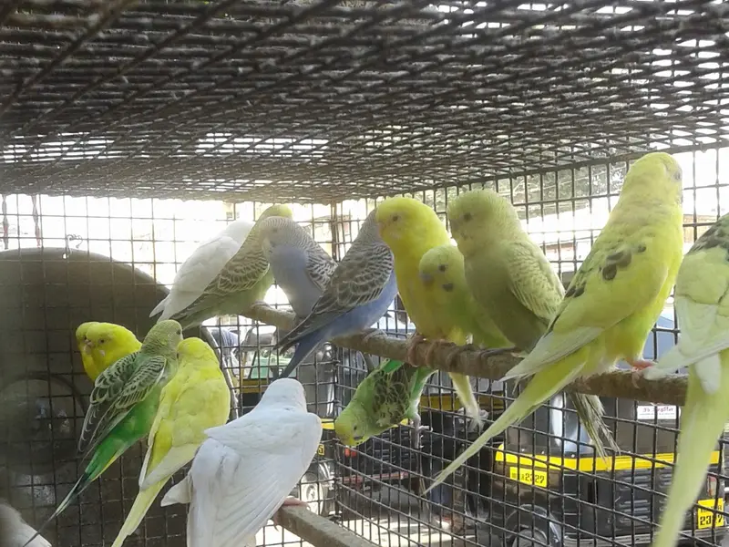 Rohit Pets Shop, photo 3
