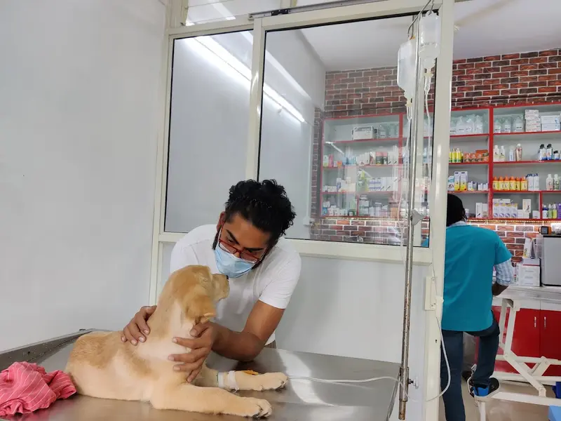 Blue Pulse Pet Clinic, photo 2