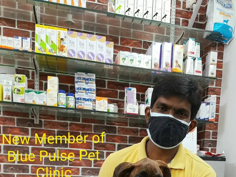 Blue Pulse Pet Clinic, photo 3
