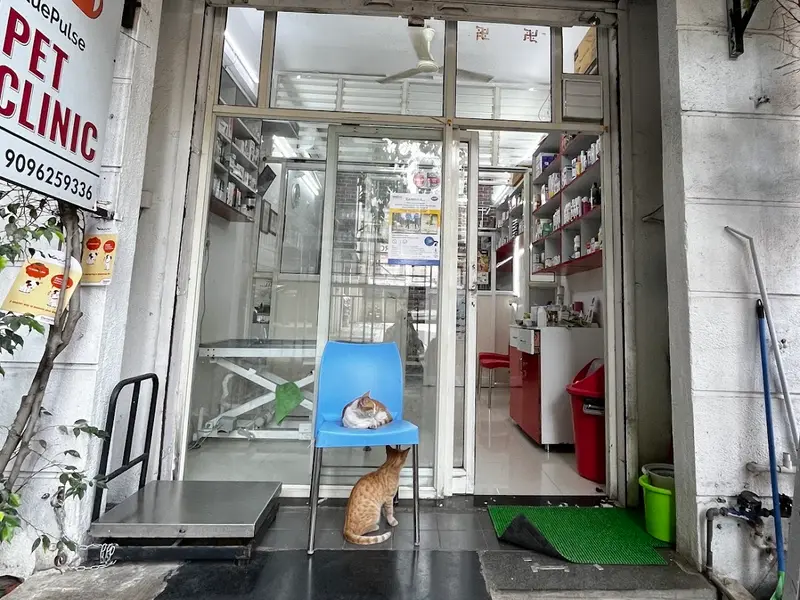 Blue Pulse Pet Clinic, photo 4