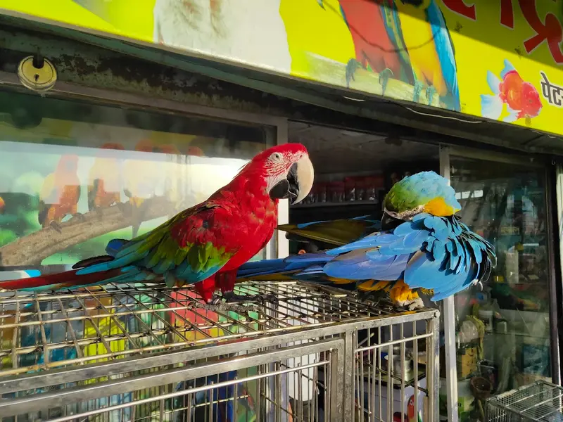 Rudra Pets, photo 2