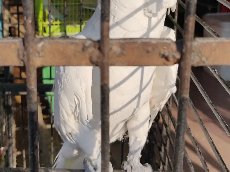 Rudra Pets, photo 5