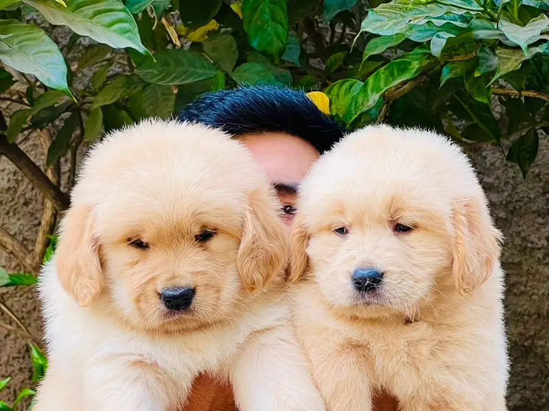 New Pet's paradise, photo 4