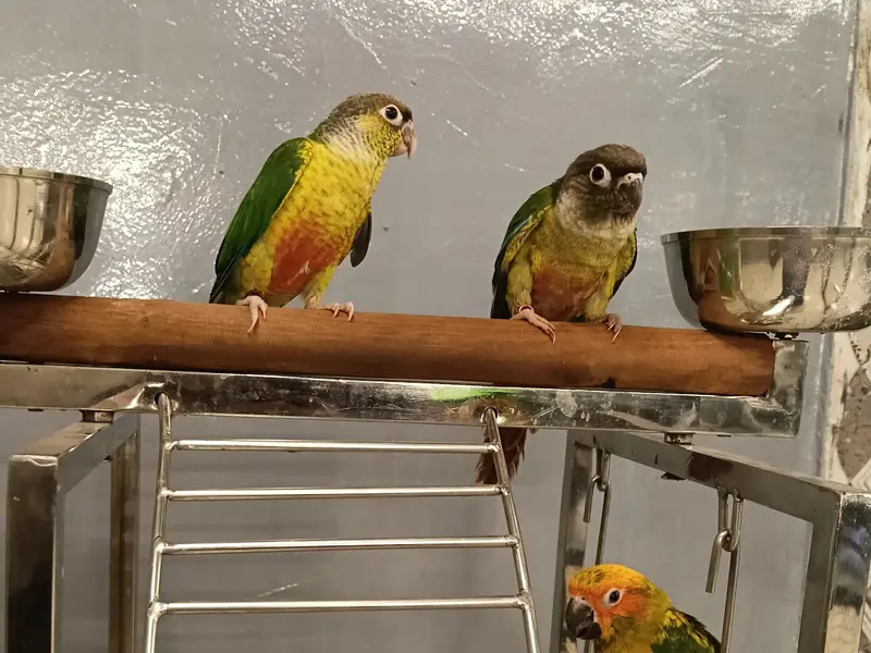 Sai Sayaji Bird House pets shop, photo 3