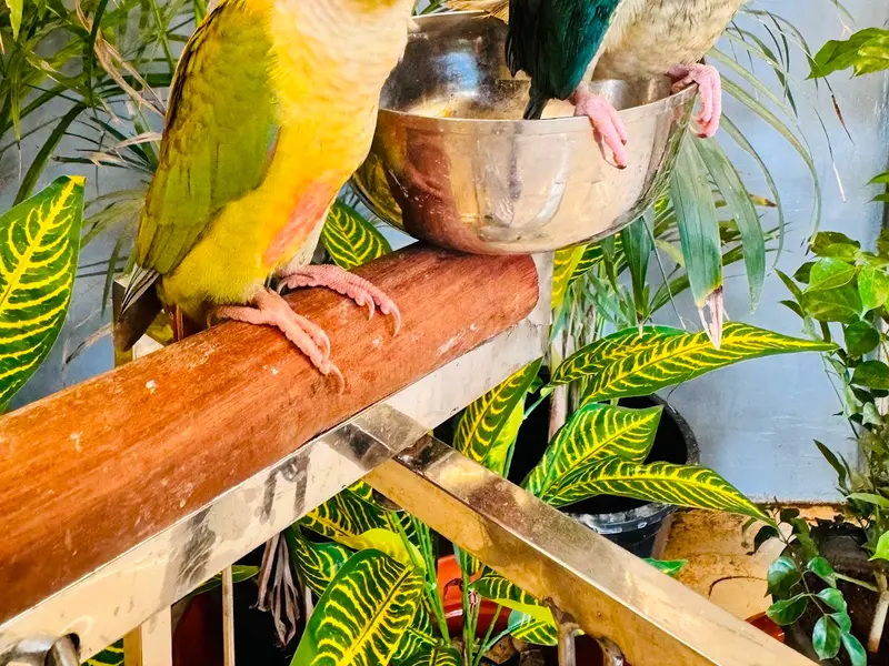 Sai Sayaji Bird House pets shop, photo 4