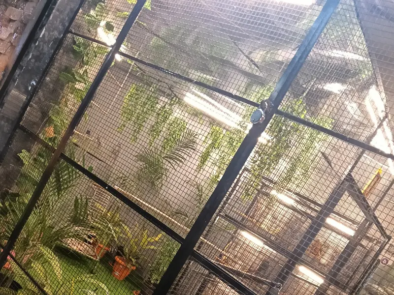 Sai Sayaji Bird House pets shop, photo 5