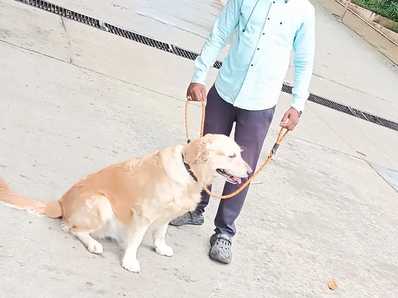 Swaraj pet'sDog Walking & Training service Pune, photo 2
