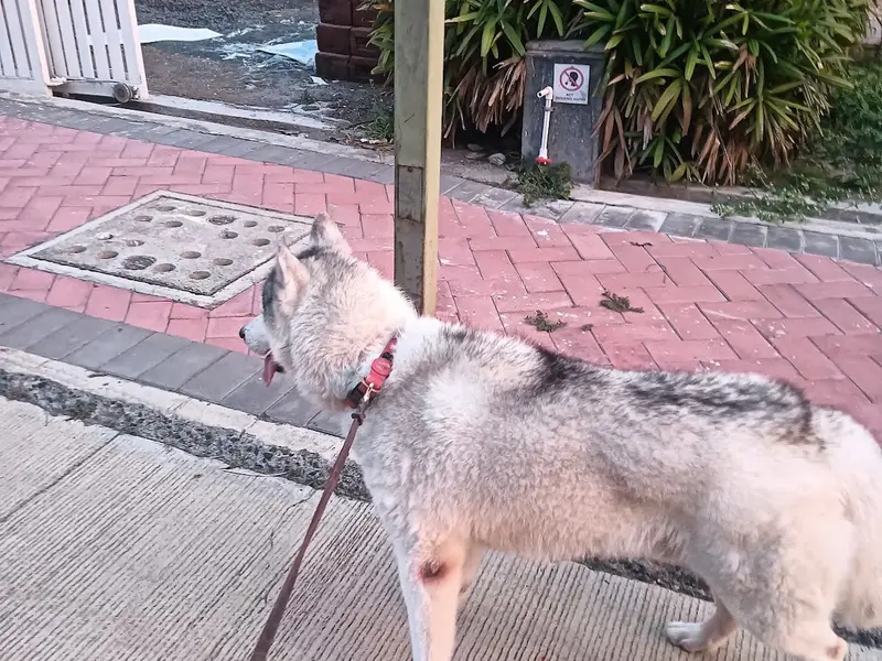 Swaraj pet'sDog Walking & Training service Pune, photo 3